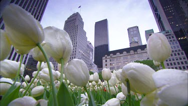 Low angle of white tulip flowers in foreground with Empire State Building in background