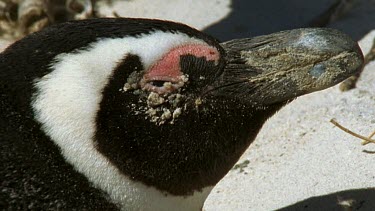 penguin in sandstorm