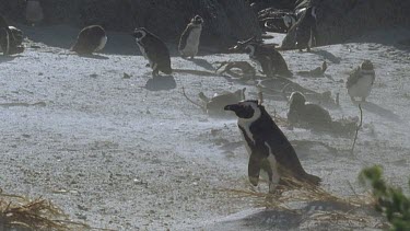 Penguin walks out sand storm