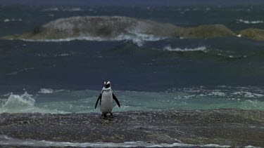 Penguin alone on a rock. Waves crashing in BG