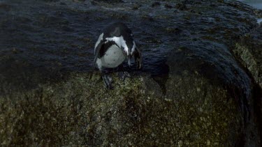Penguin jumps into ocean slomo
