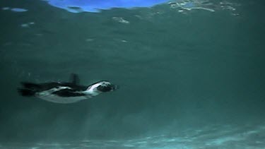 Penguin swim underwater