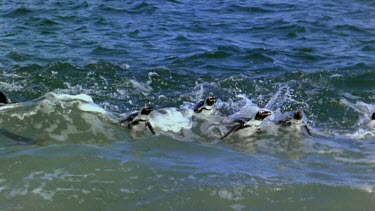 penguin group, riding the waves, comes ashore