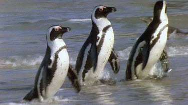 Three penguins waddle ashore