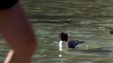 Penguin c up swims in to beach