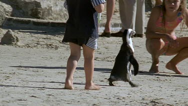child following penguin