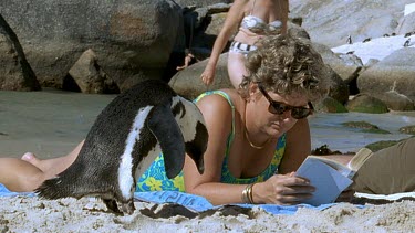 penguin interrupts woman reading book
