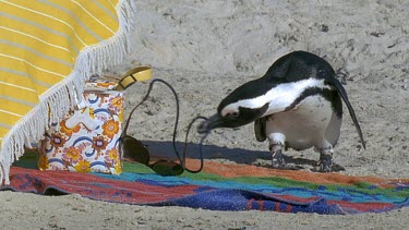 Penguin playing with glasses on beach towel.