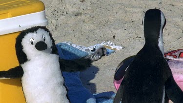 real penguin investigates toy penguin and runs away when the toy penguin falls down