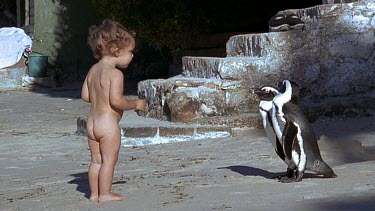Baby watching penguins, penguins peck baby