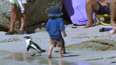 Penguin runs into water to escape beach crowd