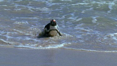 Penguin arrives ashore