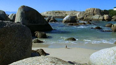 high angle. Penguin arrives shore, beach deserted. Large boulders or rocks on beach