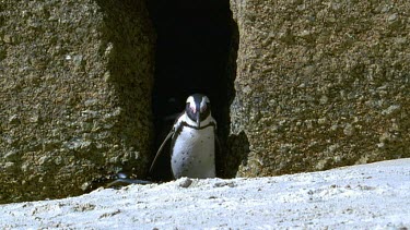 Penguin peeks through rock crevice
