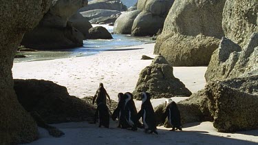 group of penguins waddles through rocks, climbs over rocks, to get to sea.