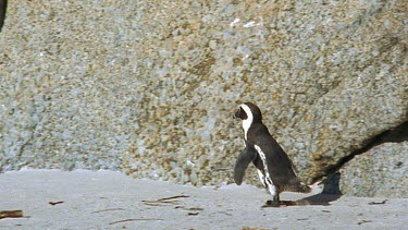 lone penguin joins colony