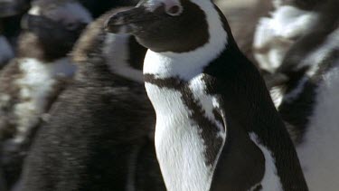penguin in crowded penguin colony