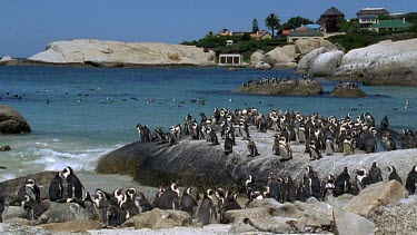 Penguin colony on rocks with houses in BG