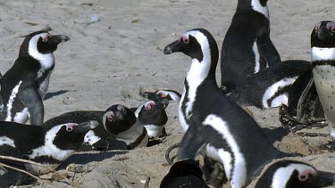 penguins in colony peck at outcast female