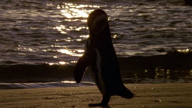 penguin at sunset with sun reflecting on sea in BG