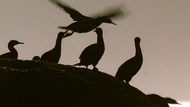 Cormorants in silhouette fly off a boulder
