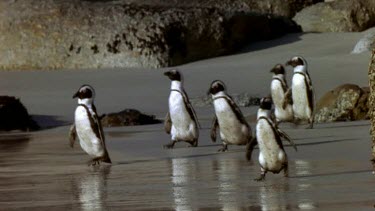 Group of penguins waddle towards the sea