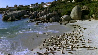 High angle of penguin colony on Boulders beach, some penguins swimming in sea.