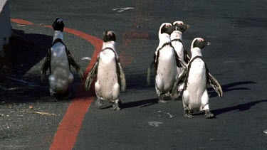 Penguins waddling down road