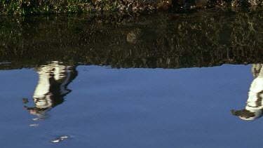 reflections of penguins in a clear pool, penguins walking