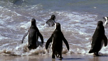 Penguins waddling into waves