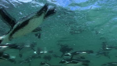 Big group of penguins swimming underwater, close to the surface.