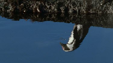 Penguin walking, reflected in clear pool of water