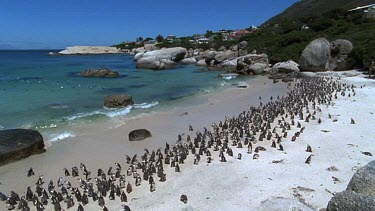 high angle. Colony of Penguins lined up beach, all molting at same time.