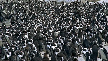 Penguins crowded together in colony, molting