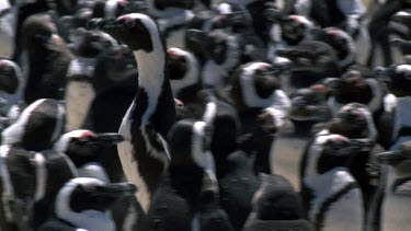 aggression in Penguin colony during molting season. One Penguin pecks at another