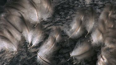 feathers on molting Penguin