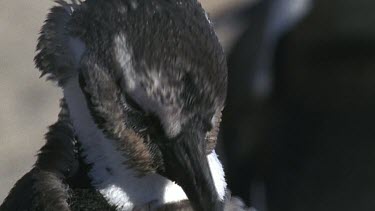 Molting penguin preening