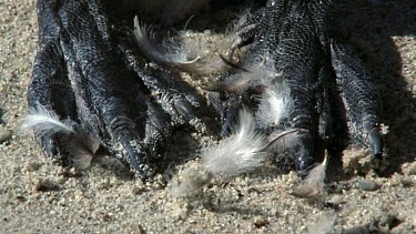 Molting feathers falling onto Penguin feet