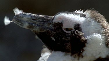 face of molting Penguin with soft feathers stuck to beak