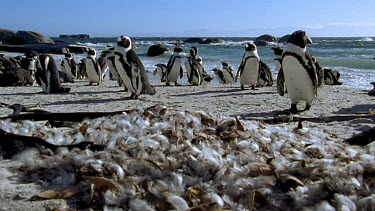 Penguin colony with pile of molted, fallen feathers in FG