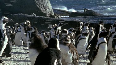 molted feathers blowing through Penguin colony like soft snow