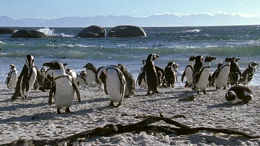 molted feathers blowing through Penguin colony like soft snow