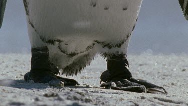 molted feathers blowing, ecu Penguin feet