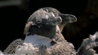 Penguins face with feathers blowing in the air in front of it