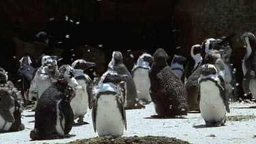 Penguins standing with feathers blowing all around them