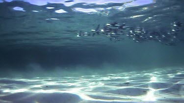 penguins swimming together underwater, a raft of penguins.