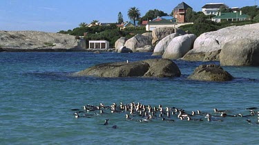 A raft of penguins. Penguins swim together in formation. Houses and boulders in background