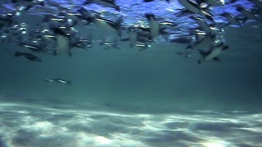 group of penguins swimming underwater, diving.