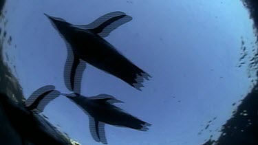 Low angle. Penguins in silhouette swim over camera, underwater. Look as if they are flying.