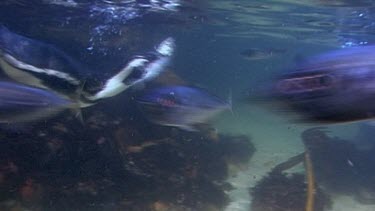 Confusion underwater. Penguin catches a fish but it gets away